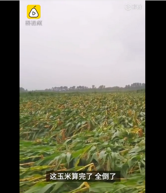 臺風(fēng)“美莎克”致吉林玉米大面積倒伏，像棉被一樣鋪在地上，減產(chǎn)已成定局