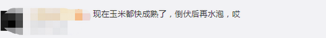 臺(tái)風(fēng)“美莎克”致吉林玉米大面積倒伏，像棉被一樣鋪在地上，減產(chǎn)已成定局(圖3)